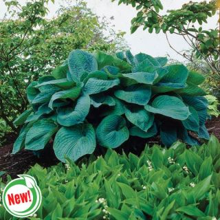 Big Daddy Hosta Thumbnail
